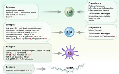 Sex hormones affect the pathogenesis and clinical characteristics of systemic lupus erythematosus